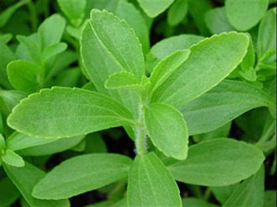 Se autoriza la comercialización de la Stevia.
